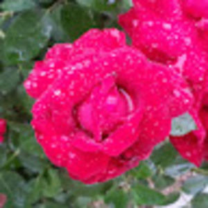 Meet your Posher, Janette